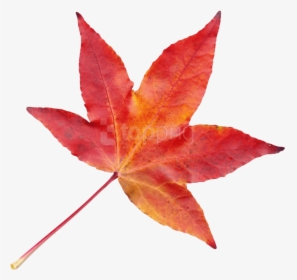 Transparent Bamboo Leaves Png - Autumn Leaf Transparent Png, Png Download, Transparent PNG