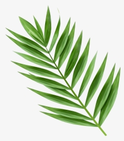 5357 X 6000 14 - Png Palm Tree Leaves, Transparent Png, Transparent PNG