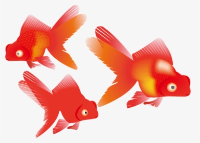 Gold Fish, Koi, Fish, Gold, Pond, Orange, Japan, Red - Goldfish, HD Png Download, Transparent PNG