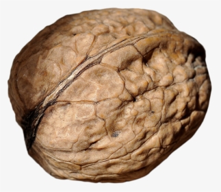 Walnut - Macro Photography, HD Png Download, Transparent PNG