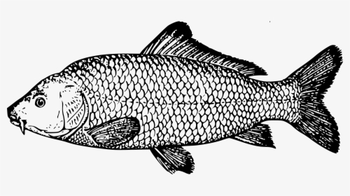 Koi Goldfish Fishing Fish - Drawing Of Carp, HD Png Download, Transparent PNG