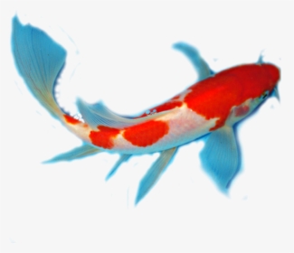 Transparent Background Koi Fish Fish Png, Png Download, Transparent PNG