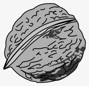 Black And White Picture Of Walnut - Nut Black And White, HD Png Download, Transparent PNG