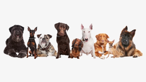 Psy - Group Of 9 Dogs, HD Png Download, Transparent PNG