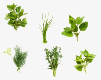 Herb Garden Png - Herbs Png, Transparent Png, Transparent PNG