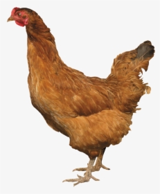 Download And Use Chicken Png Picture - Chicken Png, Transparent Png, Transparent PNG