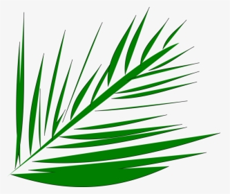 Line Art,plant,flora - Palm Tree Branch Clip Art, HD Png Download, Transparent PNG