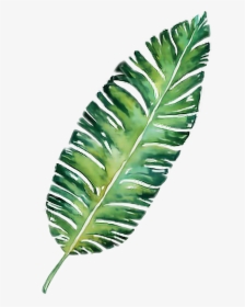 #palm #leaf #plant #palmtrees #palmtree #freetoedit - Fern, HD Png Download, Transparent PNG