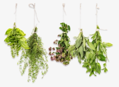 Essential Oil Herbs, HD Png Download, Transparent PNG