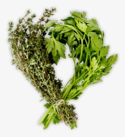Herbs Png, Transparent Png, Transparent PNG
