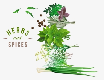 Transparent Vegetable Png - Herbs Vector Png, Png Download, Transparent PNG