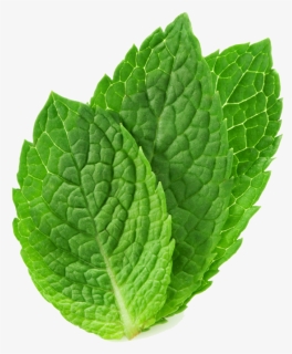 Peppermint Drawing Mint Herb - Mint Png, Transparent Png, Transparent PNG