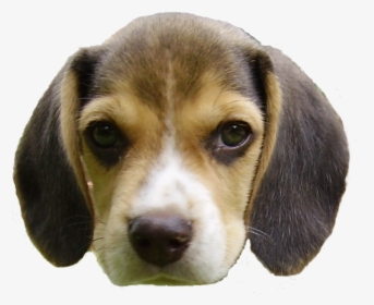 Beagle Puppy S Head - Dog Head Transparent Background, HD Png Download, Transparent PNG