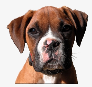 Transparent Boxer Dog Head Clipart - Boxer Dog Head Png, Png Download, Transparent PNG