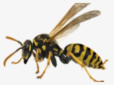 Hornet Png Free Background - Yellow Jacket Wasp Png, Transparent Png, Transparent PNG