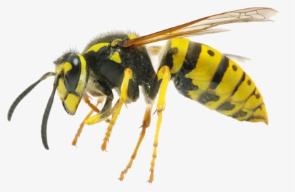 Hornet Png Clipart - Difference Between Wasp And Queen Bee, Transparent Png, Transparent PNG