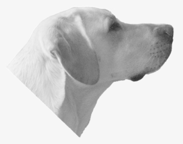Labrador Retriever , Png Download - Dog Head Transparent Background, Png Download, Transparent PNG