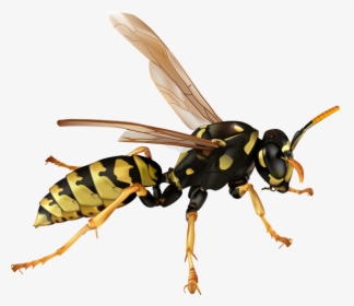 Transparent Hornet Png - Wasp Transparent, Png Download, Transparent PNG