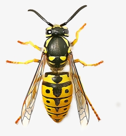 Wasp Png - Wasp Seen From Above, Transparent Png, Transparent PNG