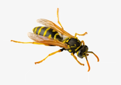Wasp Png - Paper Wasps In Australia, Transparent Png, Transparent PNG