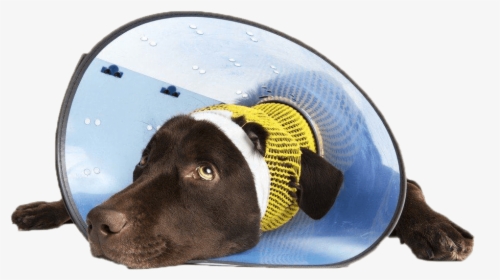 Dog Head Cone Em1024png - Cirurgia Estética Em Animais, Transparent Png, Transparent PNG