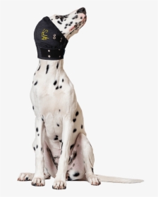 Medical Head Cover Dogs, HD Png Download, Transparent PNG