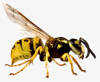 Wasp Png - Japanese Giant Hornet Png, Transparent Png, Transparent PNG