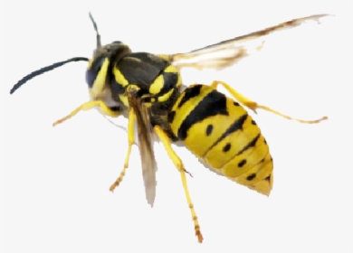 Hornet Png Pic - North American Yellow Jacket, Transparent Png, Transparent PNG