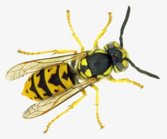 Wasp Png - Wasps With Long Antennae, Transparent Png, Transparent PNG