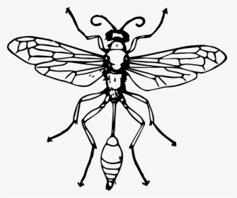 Bee Insect Thread-waisted Wasps Hornet - Thread Waisted Wasp Diagram, HD Png Download, Transparent PNG