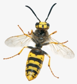 Wasp Png - Get Rid Of A Wasp, Transparent Png, Transparent PNG