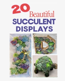 Succulents Displays, HD Png Download, Transparent PNG