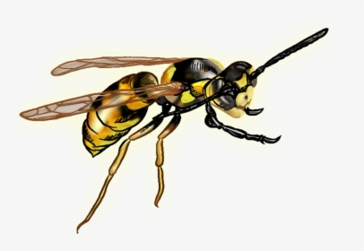 Wasp Png - Wasp With Clear Background, Transparent Png, Transparent PNG