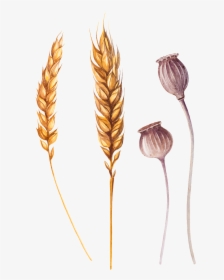 Wheat Png Ai - Khorasan Wheat, Transparent Png, Transparent PNG