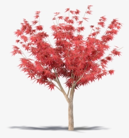 Transparent Japanese Maple Png - Japanese Maple Tree Png, Png Download, Transparent PNG