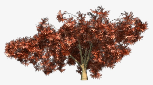 Japanese Tree Png - Pond Pine, Transparent Png, Transparent PNG