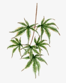 Japanese Maple Branch - Houseplant, HD Png Download, Transparent PNG