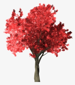 Zelkova Serrata, Tree, Red, Zelkova, Serrata, Scrapbook - Zelkova Png, Transparent Png, Transparent PNG