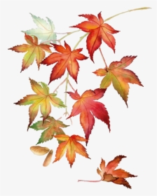 Japanese Maple Leaves Drawing, HD Png Download, Transparent PNG