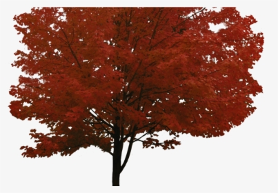 Red Maple Tree Png, Transparent Png, Transparent PNG