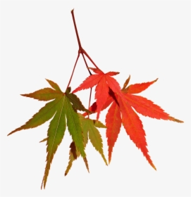 Leaves, Autumn, Fall, Maple, Tree, Nature - Maple Leaf, HD Png Download, Transparent PNG