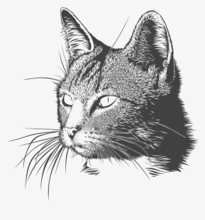 Sketch Cat Head Tattoo, HD Png Download, Transparent PNG