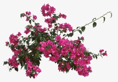 Loosestrife And Pomegranate Family - Bougainvillea Top View Psd, HD Png Download, Transparent PNG