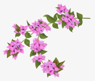 Bougainvillea Drawing Botanical Illustration - Bougainvillea Flower Transparent Background, HD Png Download, Transparent PNG