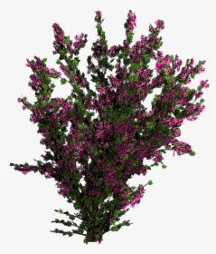 Loosestrife And Pomegranate Family - Plants With Flowers Png, Transparent Png, Transparent PNG