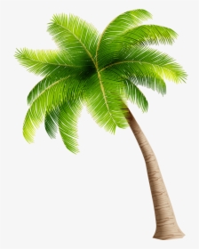 For Guests 8-12 Years Old, A Parent Or Guardian Must - Coconut Tree Clipart Png, Transparent Png, Transparent PNG