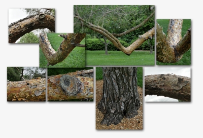 Old Tree Photo Collage - Grass, HD Png Download, Transparent PNG
