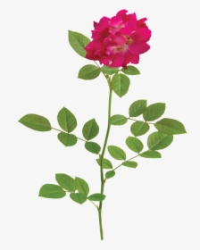 Plant With Flowers Png, Transparent Png, Transparent PNG