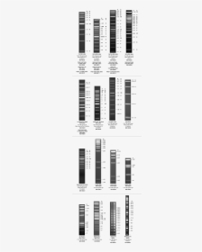 Dna, HD Png Download, Transparent PNG