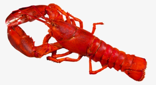 Transparent Crawfish Png - Transparent Background Lobster Png, Png Download, Transparent PNG